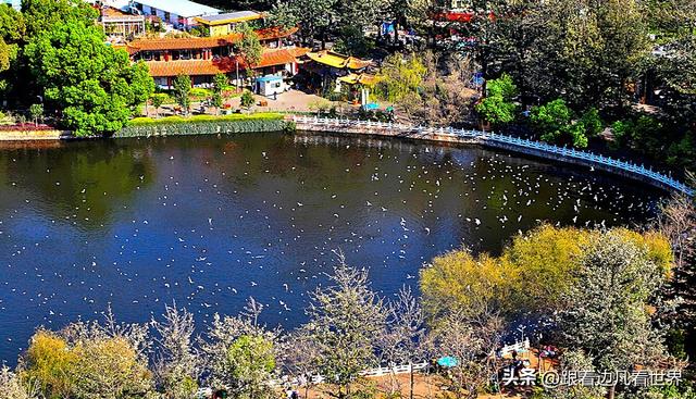 昆明蓝配翠湖银杏黄——藏着昆明最温柔的冬天