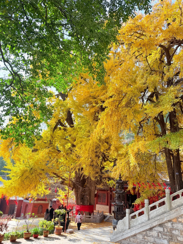 临沂此处天地一色，快来赴一场与金黄的约会吧！