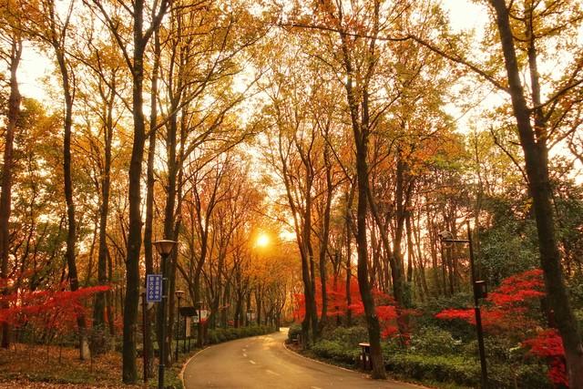 长沙私藏的五个红叶仙境，拍摄到最后一个美到词穷！