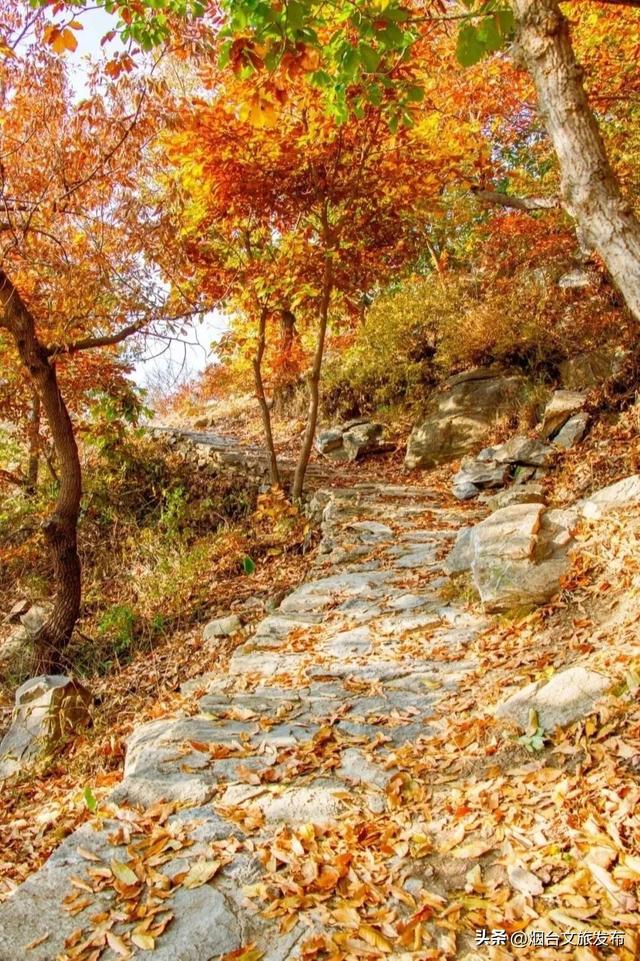 【乐游烟台】正式宣布！下一轮降温前，烟台人该……