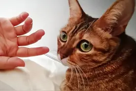 聊城这家企业出口猫砂3000余吨、销售额1400万元！图片