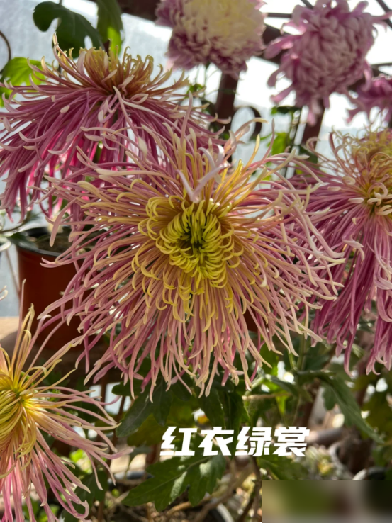 阴花不能进阳宅！这5种花“打死”也不养，家里若有？快挪走！