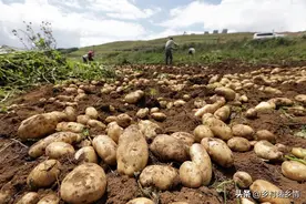 土豆红薯控住秧，后期收获用车装，记住这几个方法，不长秧光结薯图片