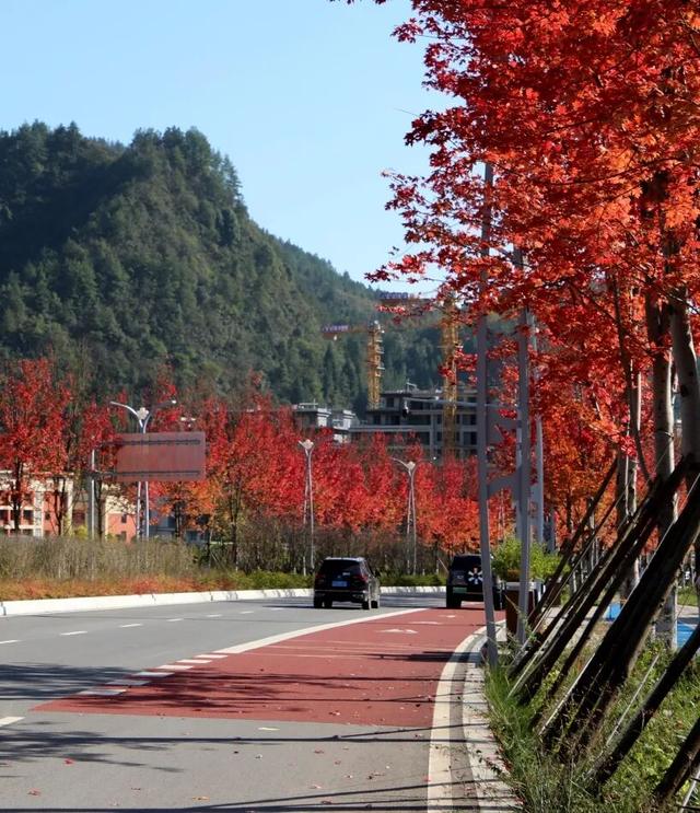 红了！红了！酉阳桃花源新城这条“红枫大道” 等你去打卡