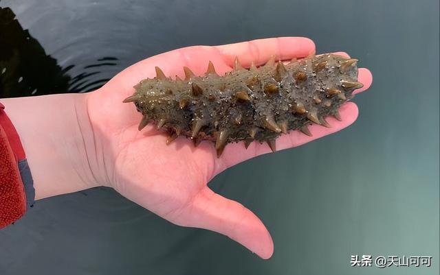 野生海参与养殖海参的区别 2026年野生海参与养殖海参的区别图片