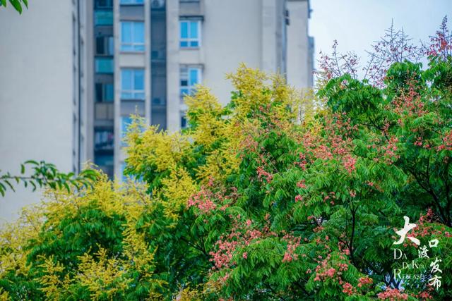 下雨天，大渡口这些地方美成「烟雨江南」，快去拍！