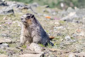 一个关于土拨鼠的小故事，太炸裂了图片