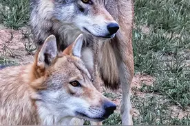 悟空对手谁最强？“天命人”，来太原动物园看“妖怪”原型吧图片