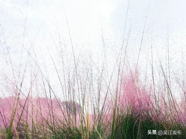周末去打卡丨在吴江，赴一场粉色之约！