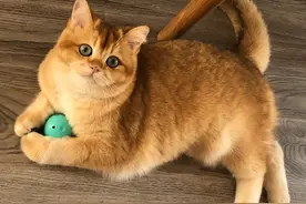 为什么金渐层那么多人养？这几点，很真实！图片