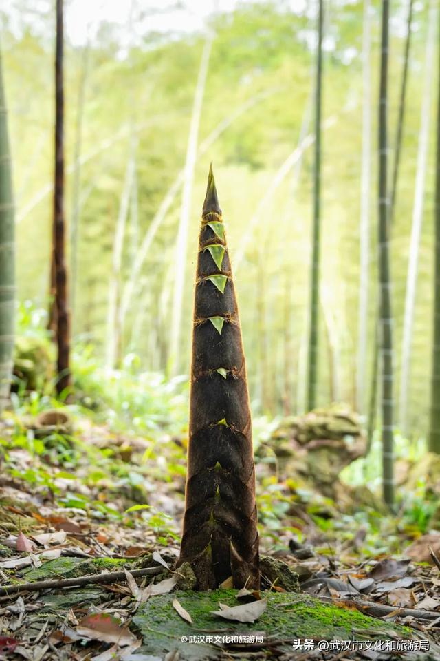 直冲30℃，咸宁请客，出来玩！