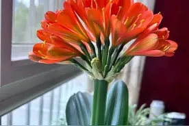 “家有7花，十宅十发”，7种吉利花，摆在客厅“镇宅旺家”！图片