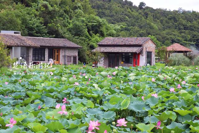 浙江宁波这片秘境又到最美时，百亩荷花美如画，金鸡菊花海也很美