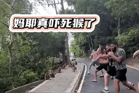 恶猴自有洋人磨！峨眉山的猴子遇到外国人，猴子：已老实，求放过图片