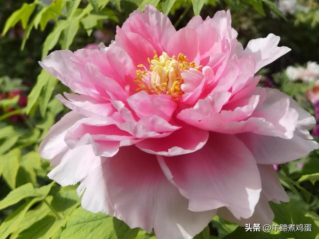 做几天洛阳人——游河南洛阳赏牡丹芬芳 总体概述（四）