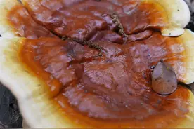 你了解灵芝吗？ 一篇文章告诉你它的价值！图片