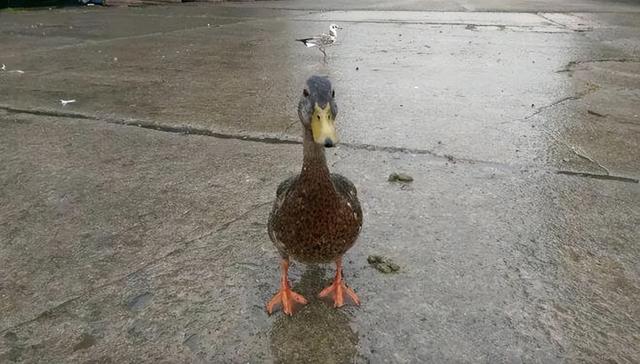 真的想问：下雨天的时候，鸟都在干什么呢？