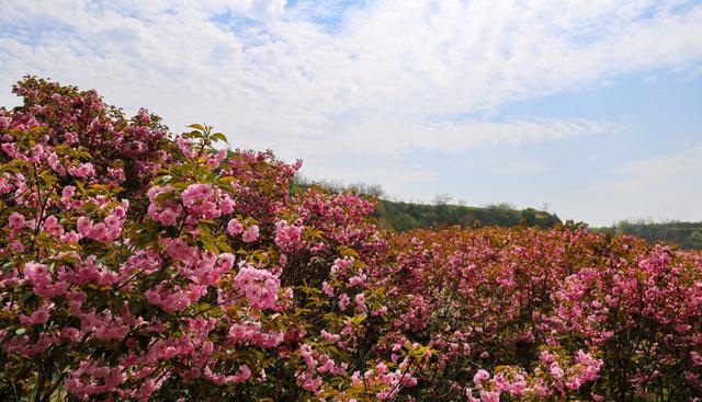 夏县：樱花盛开迎游人