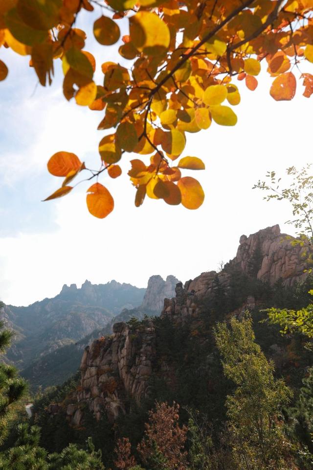 城阳巴士打造918路“太和山赏红枫”主题巴士