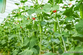 黄瓜、南瓜、丝瓜、冬瓜、苦瓜，什么情况可以打顶？留几个分蔓？图片