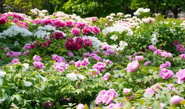 地理冷知识———洛阳