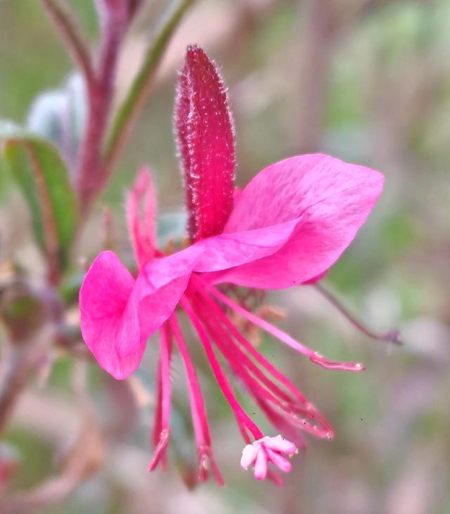 繁花似锦的秋天