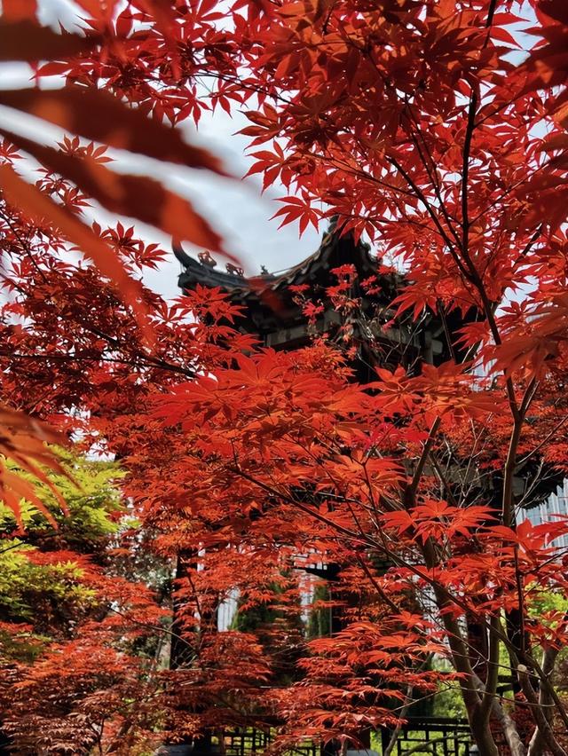 临沂「红杉」「红枫」浓度拉满，出片率100%