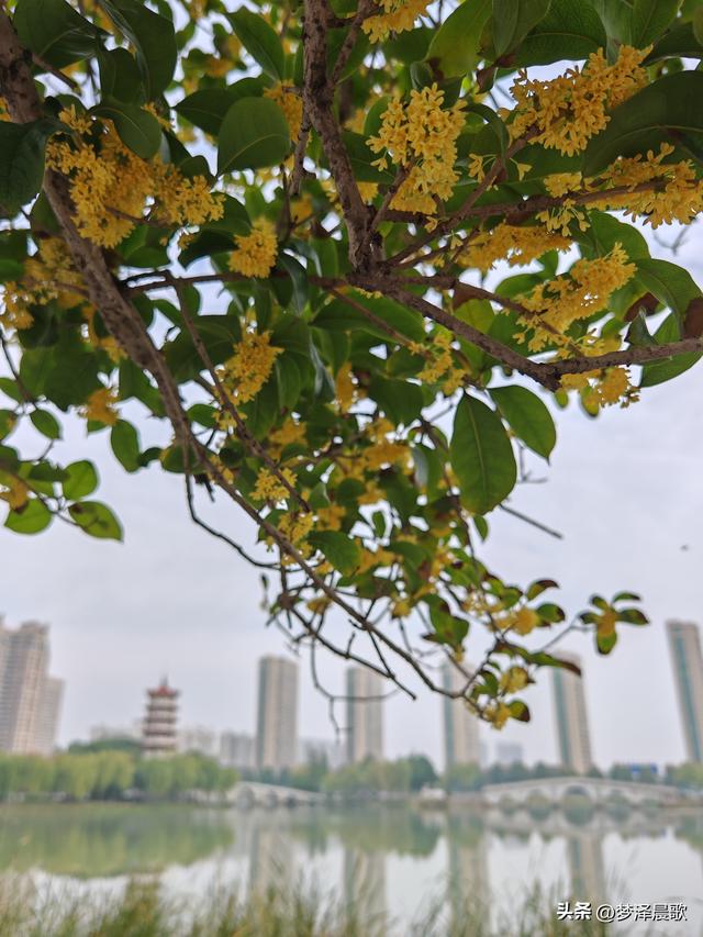 古城云梦：重阳桂花艳 千年古韵香