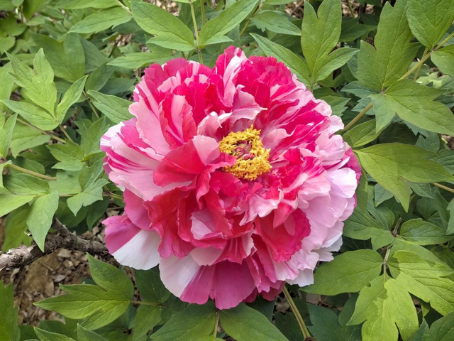 一路繁花向洛阳——游客赏花吟诵牡丹更浪漫