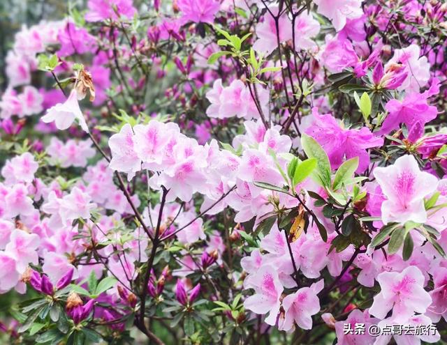 成都公园最大规模杜鹃花开了，200多亩花开成海，不要门票！