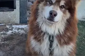 热搜第一！网红小狗艾特去世图片