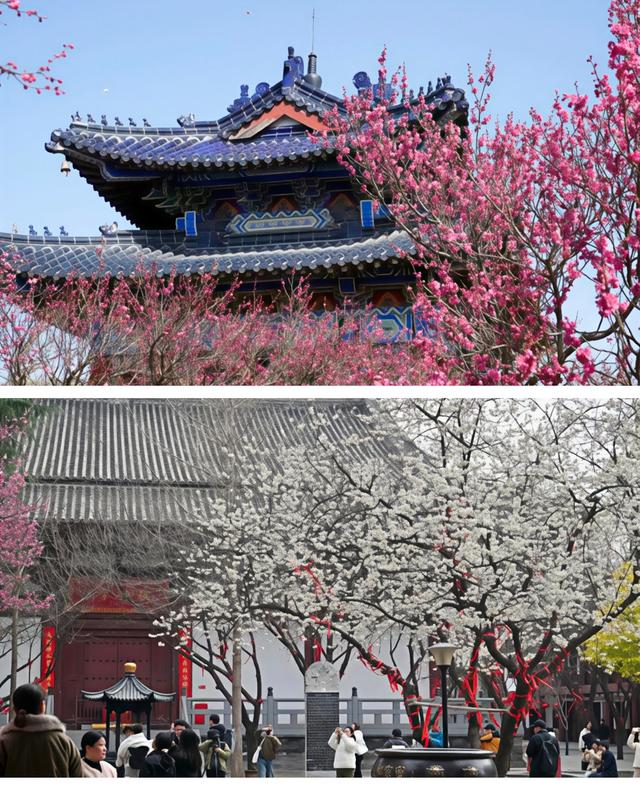 清明假期大同文旅市场火爆 春日游玩热潮持续升温