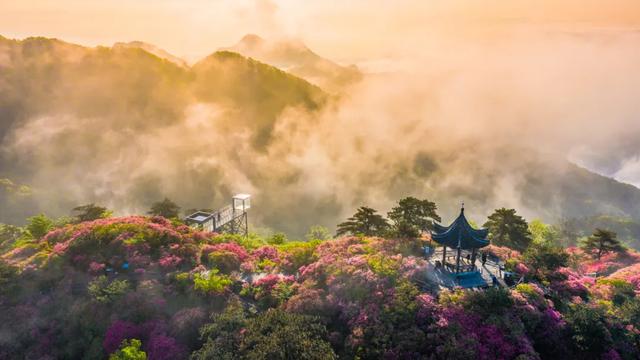 4月18日锁定龟峰山！黄英邀你花海同唱，杜鹃花期预告已送达