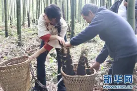 贵州赤水：挖笋正当时 春日一口鲜图片