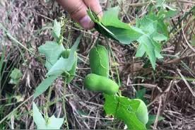 看到像冬瓜的野果得重视了，它是大名鼎鼎的老鼠拉冬瓜，价值珍贵图片