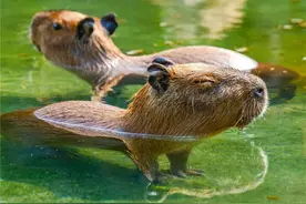 武汉新添一对“卡皮巴拉”图片