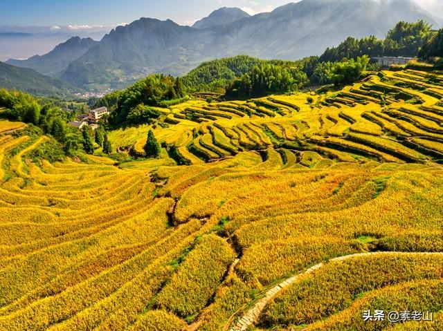 我爱金色的秋天