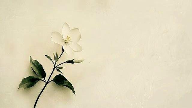 清新典雅的唯美微信名字，喜欢自取