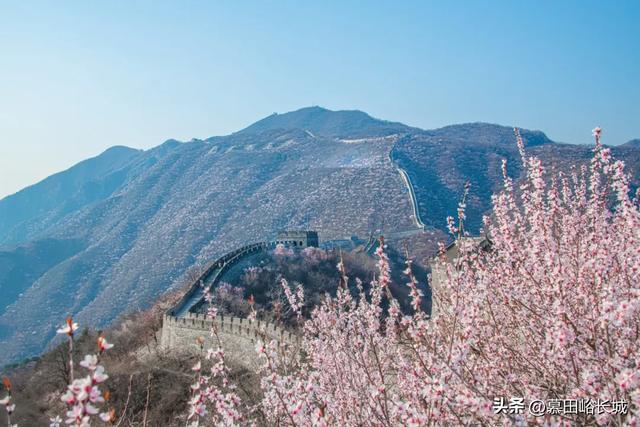 清明踏青正当时|慕田峪长城赏花点位奉上~