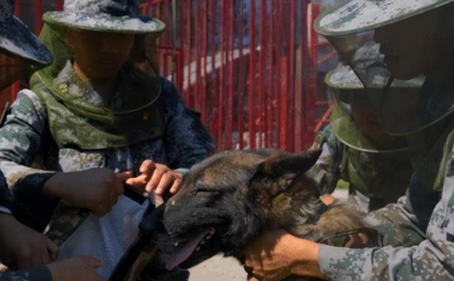中国边境某段极具危险，已有7条军犬被咬死，士兵巡逻需全副武装