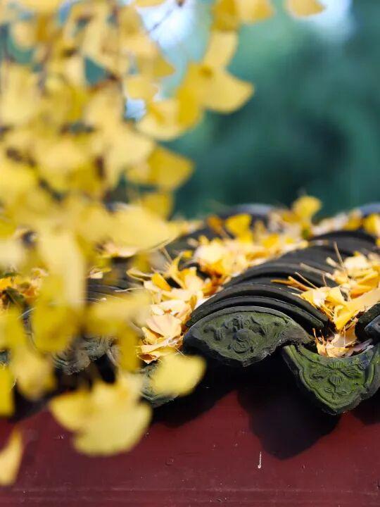 还起什么标题，美不美你们直接看！