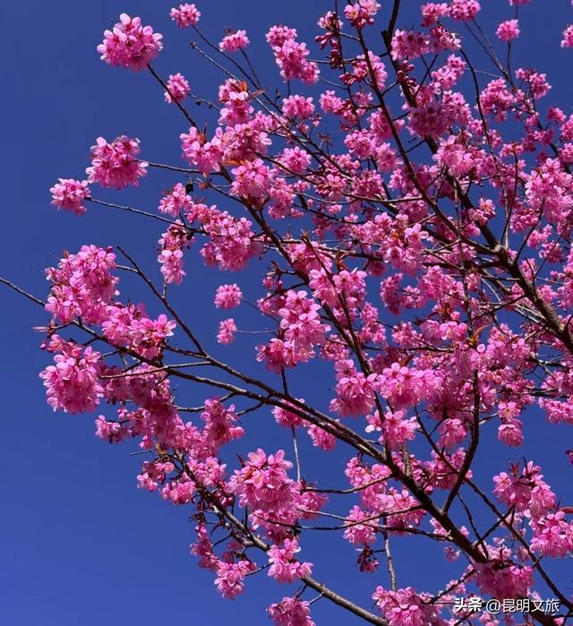 美炸！美炸！全国裹貂我赏樱！昆明最全冬樱赏花攻略来了，周末快冲~