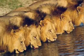 六只小狮子的传奇狮王之路！从出生到覆灭的整个过程，令人感慨图片