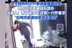 婆婆残忍虐杀媳妇的三只泰迪狗，当事人：后悔把婆婆接来家里住图片