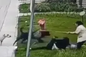 崇州被咬伤女童转院！白狗立功找到涉事黑狗，狗主到案将受到严惩图片