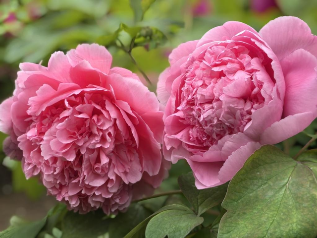 一路繁花向洛阳——游客赏花吟诵牡丹更浪漫