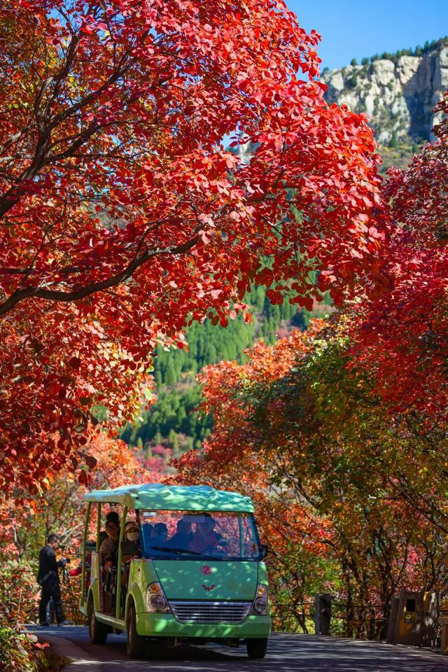 周末出发！济南这条自驾线路串起古建、名泉、红叶，美极了！