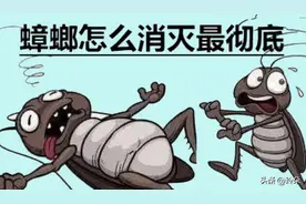 又到换季，家里有蟑螂怎么办能除根？哪个牌子的蟑螂药更好？图片