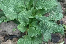 俗话叫“痔疮草”，村头村尾有不少，但没人去挖，殊不知异常珍贵图片