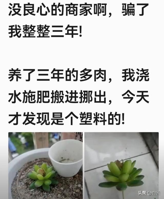 笑不活了！拼多多简直是“人类迷惑行为大赏”现场，你中招了吗？